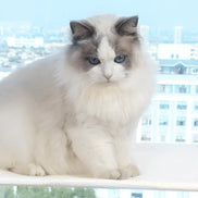 Fenlix Sammenklappelig vindueshængekøje til katte med aftageligt betræk