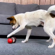 Trivox Hundelegetøj med foderudgang