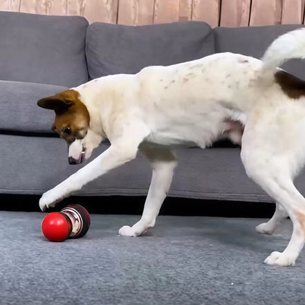 Trivox Hundelegetøj med foderudgang