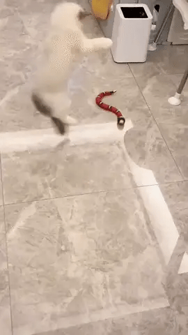 Movira Interaktivt slangelegetøj til katte